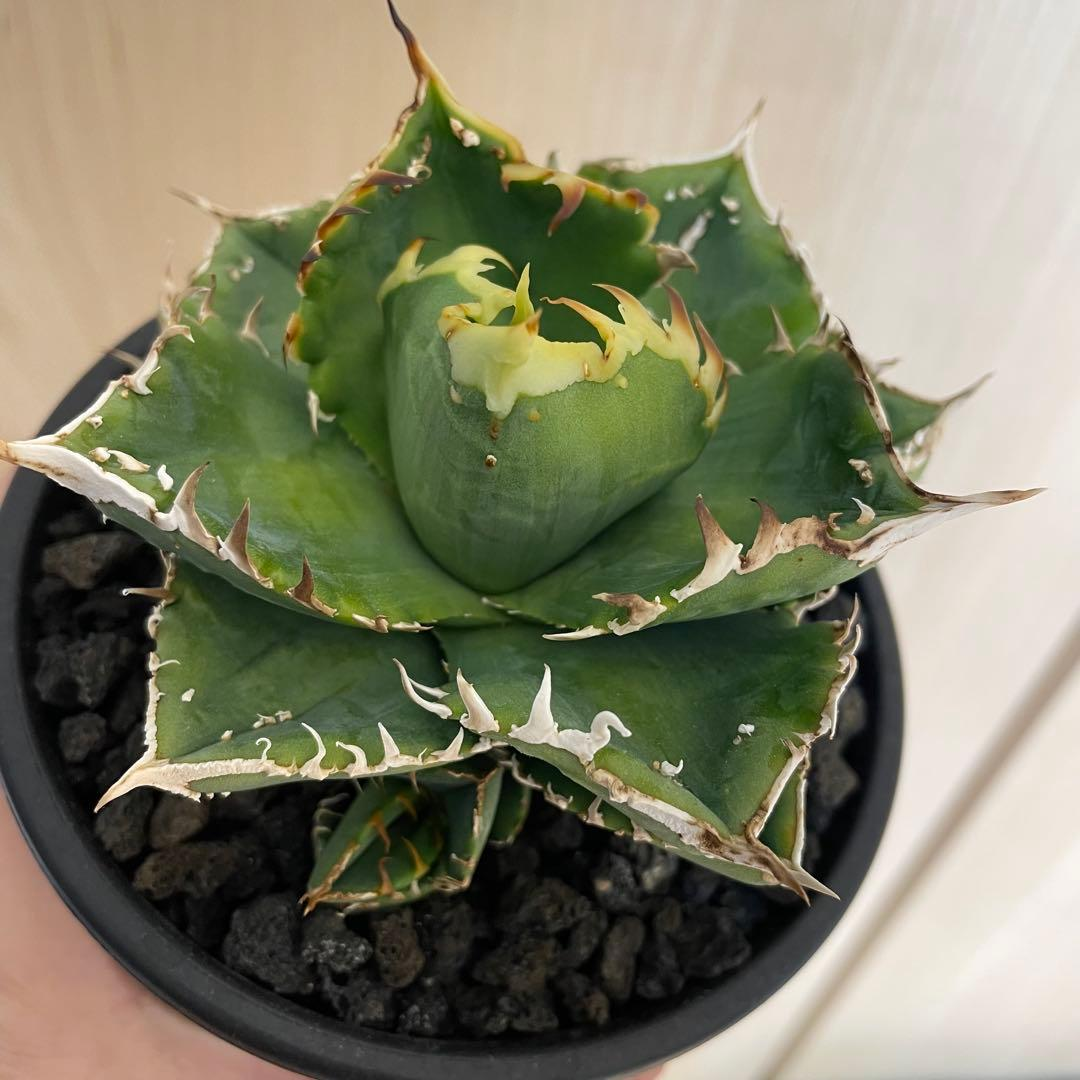 Agabe Agave Bgsa-002