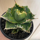 Agabe Agave Bgsa-002