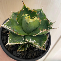 Agabe Agave Bgsa-002