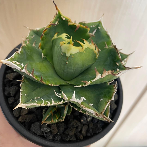 Agabe Agave Bgsa-002