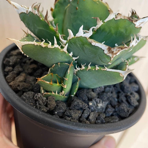 Agabe Agave Bgsa-002