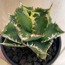 Agabe Agave Bgsa-002