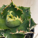 Agabe Agave Bgsa-002