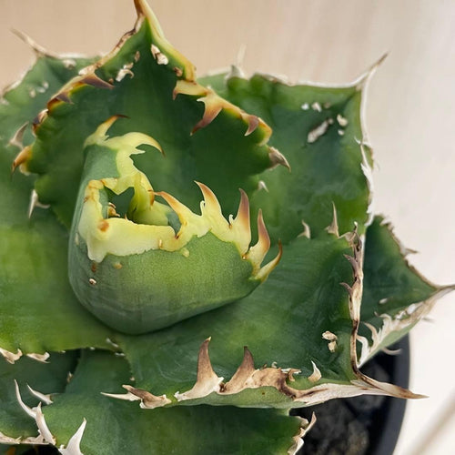 Agabe Agave Bgsa-002