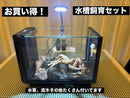 Kotobuki Glass Aquarium
