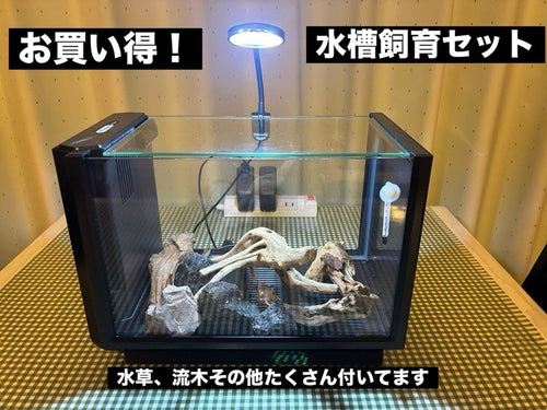 Kotobuki Glass Aquarium