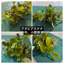 Kotobuki Glass Aquarium