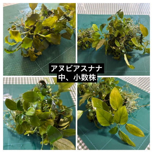 Kotobuki Glass Aquarium