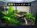 Kotobuki Glass Aquarium