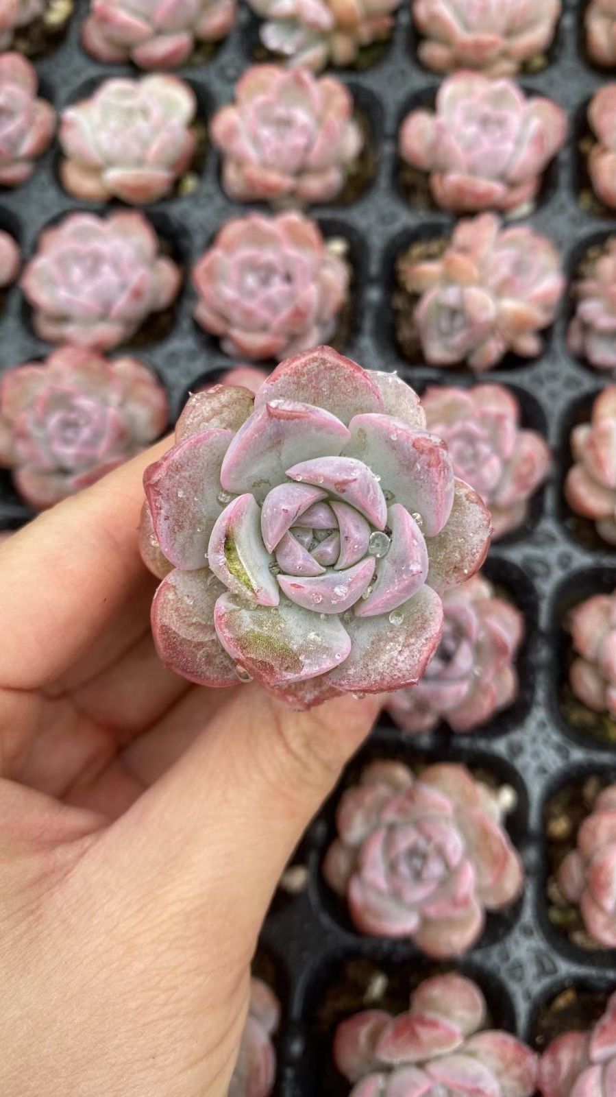 Other Succulents X1004 105
