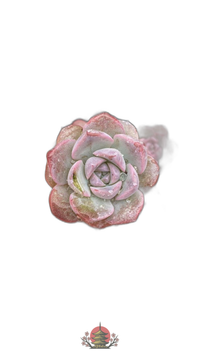Other Succulents X1004 105