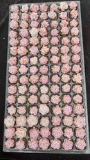 Other Succulents X1004 105