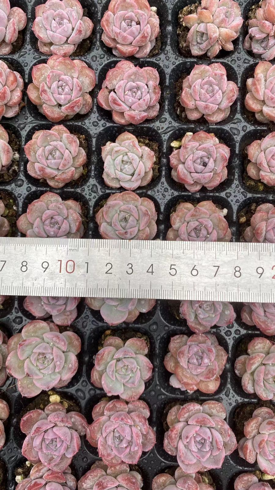 Other Succulents X1004 105