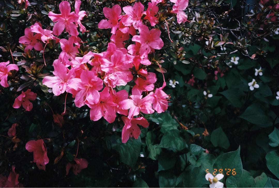 Contax Compact Cameras (Film) T3 Data Back