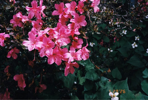 Contax Compact Cameras (Film) T3 Data Back
