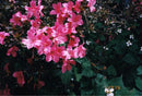 Contax Compact Cameras (Film) T3 Data Back
