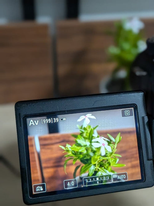 Canon Digital Slrs Eos 80D