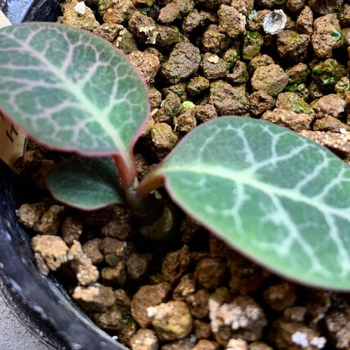 Caudiciform Caudic Plants 4 1