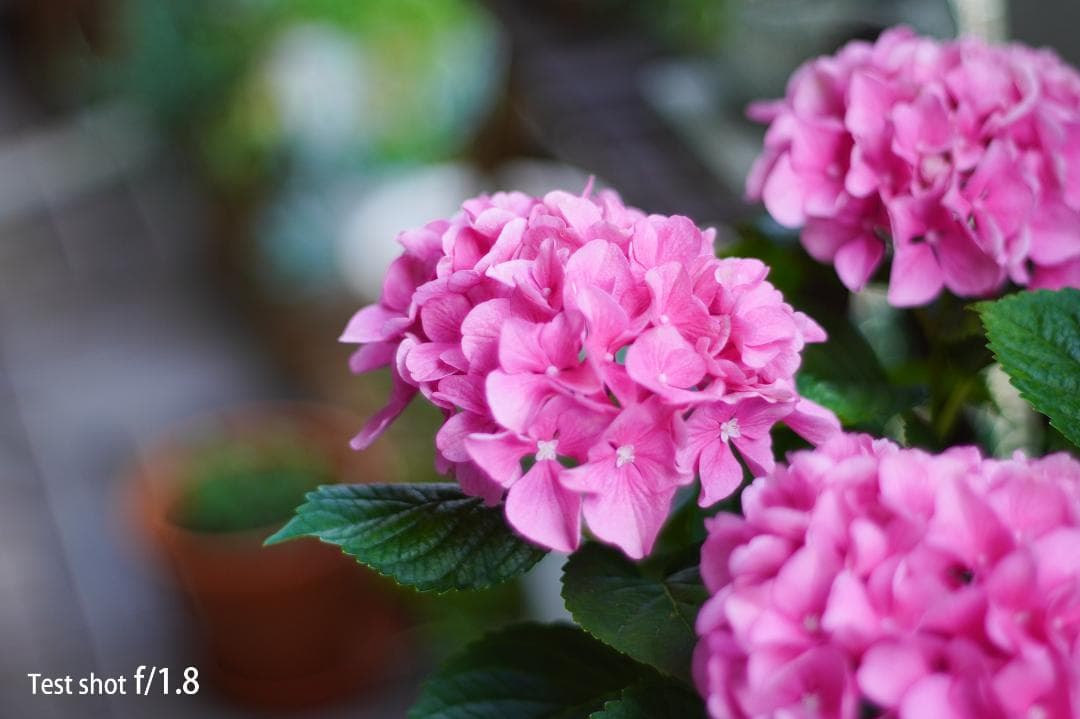 Pentax Prime Lenses Super-Takumar 55/1.8 Sony-E