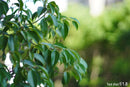 Pentax Prime Lenses Super-Takumar 55/1.8 Sony-E