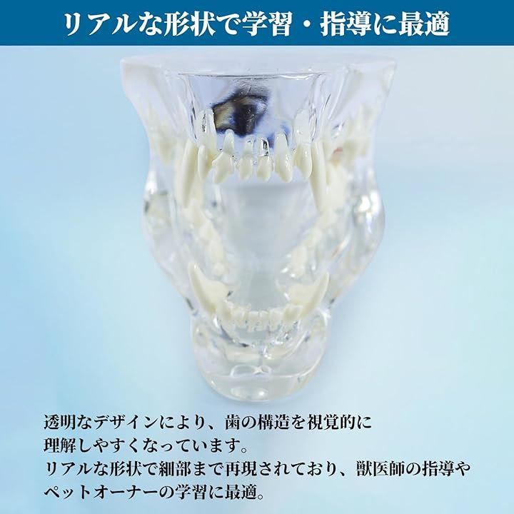 Human Model Minority Design