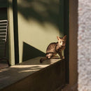 Others Viltrox Af F4.5 Fe Chip E Sony Wb Dc7Ed9E0