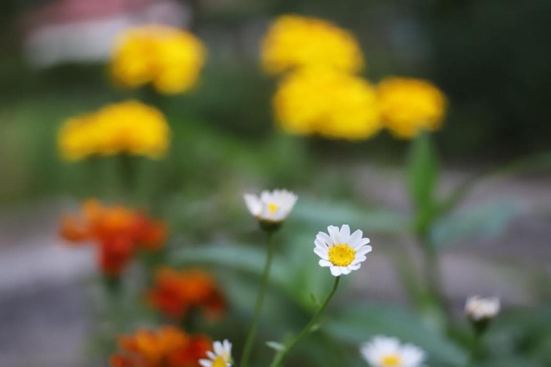 Leica Prime Lenses Leitz Wetzlar Focotar F/4.5 M42/Eos