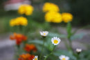 Leica Prime Lenses Leitz Wetzlar Focotar F/4.5 M42/Eos
