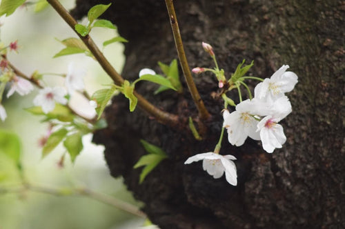 Sony Lens (Single Focus) Takumar F3.5