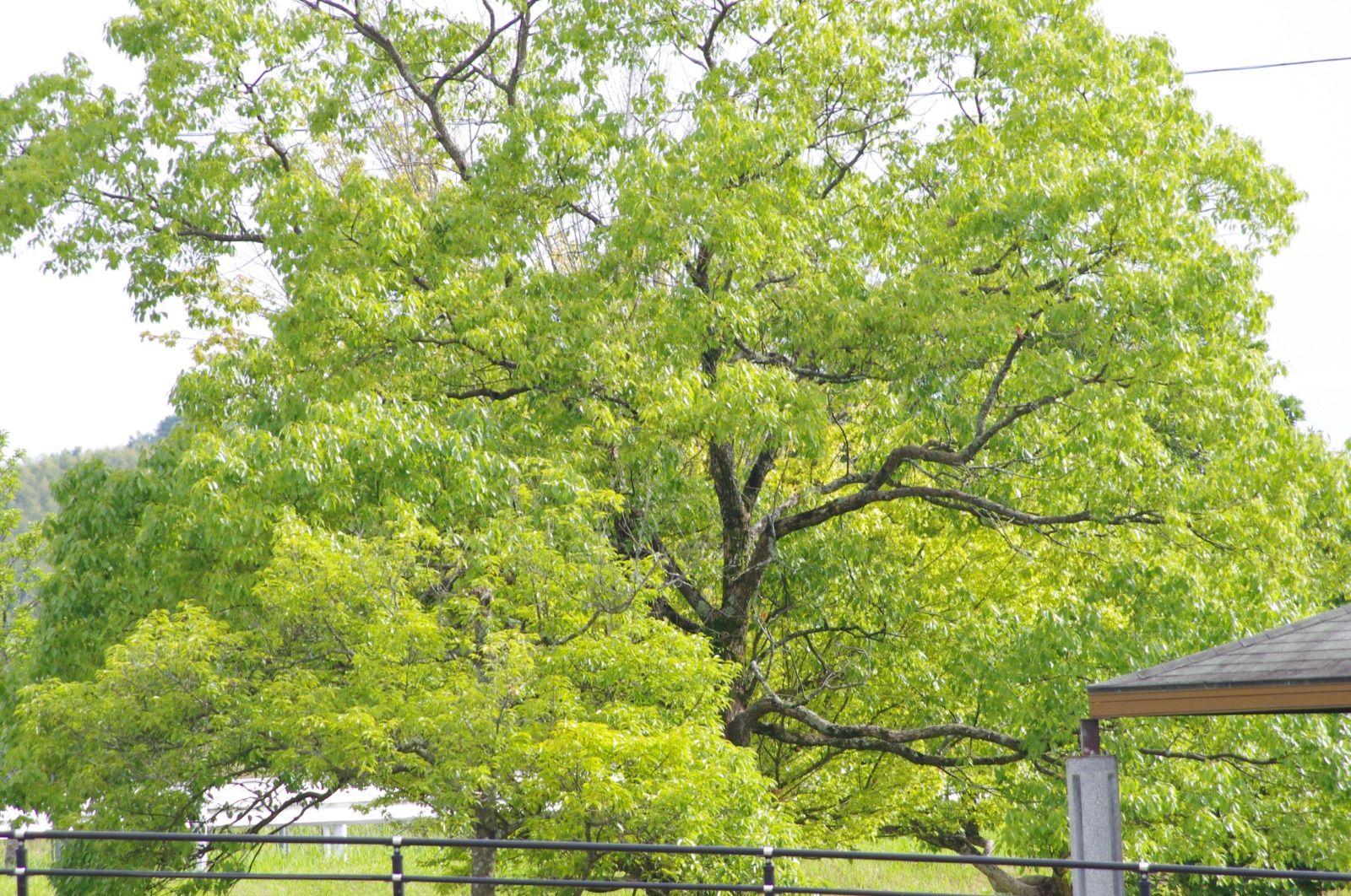 Pentax Lens (Zoom) 55-300Mm