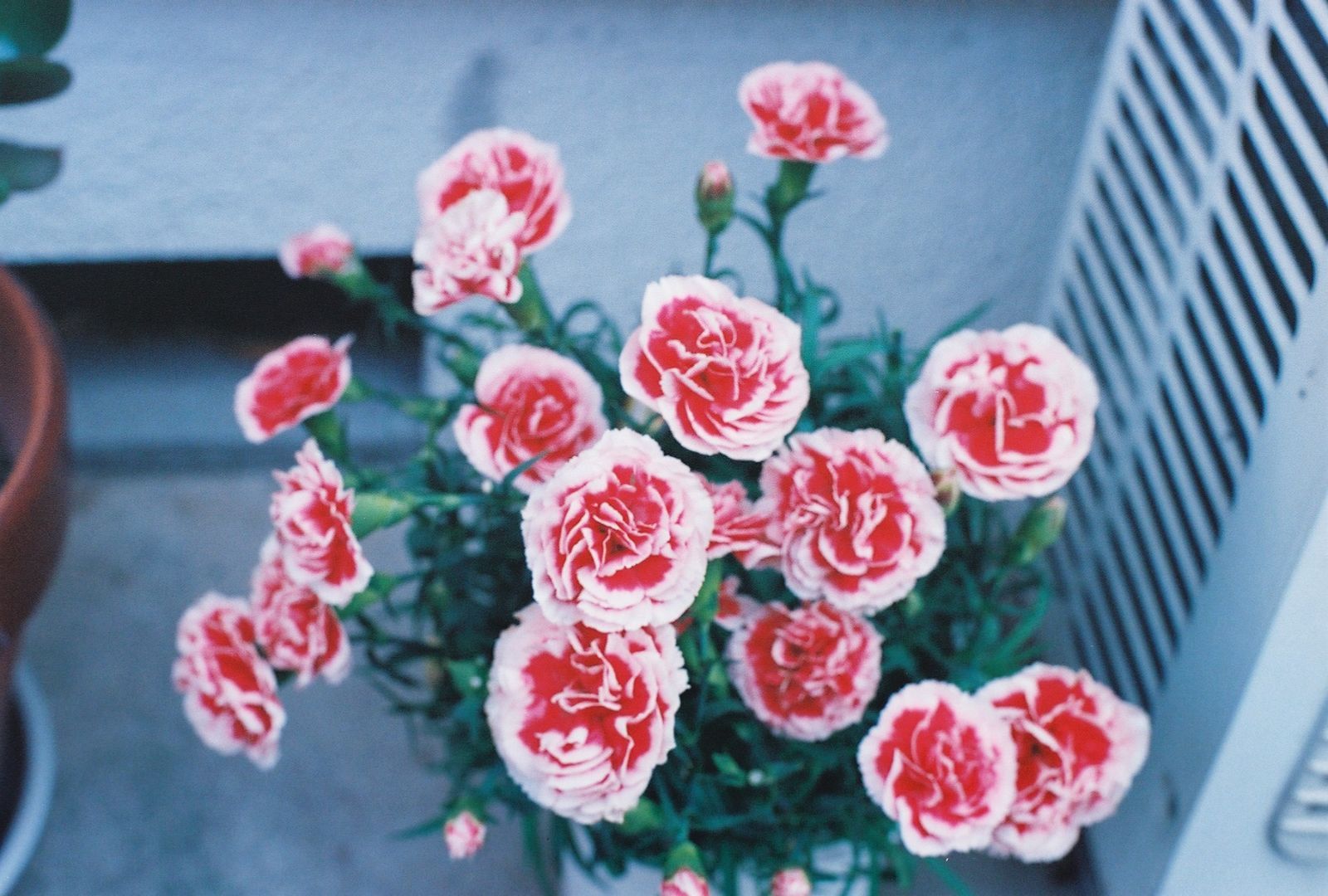 Canon Slr Camera (Film) Ae-1 Program Ae-1P