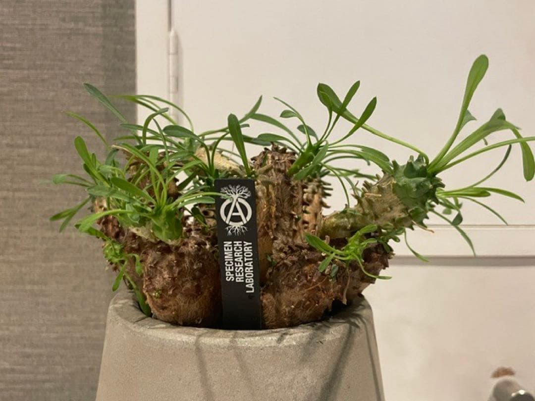 Caudiciform Caudic Plants Srl