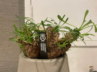 Caudiciform Caudic Plants Srl