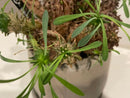 Caudiciform Caudic Plants Srl