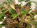 Caudiciform Caudic Plants Srl