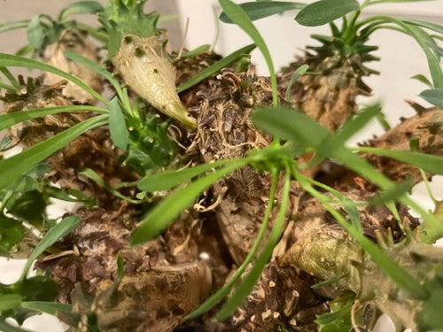 Caudiciform Caudic Plants Srl