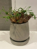 Caudiciform Caudic Plants Srl