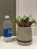 Caudiciform Caudic Plants Srl