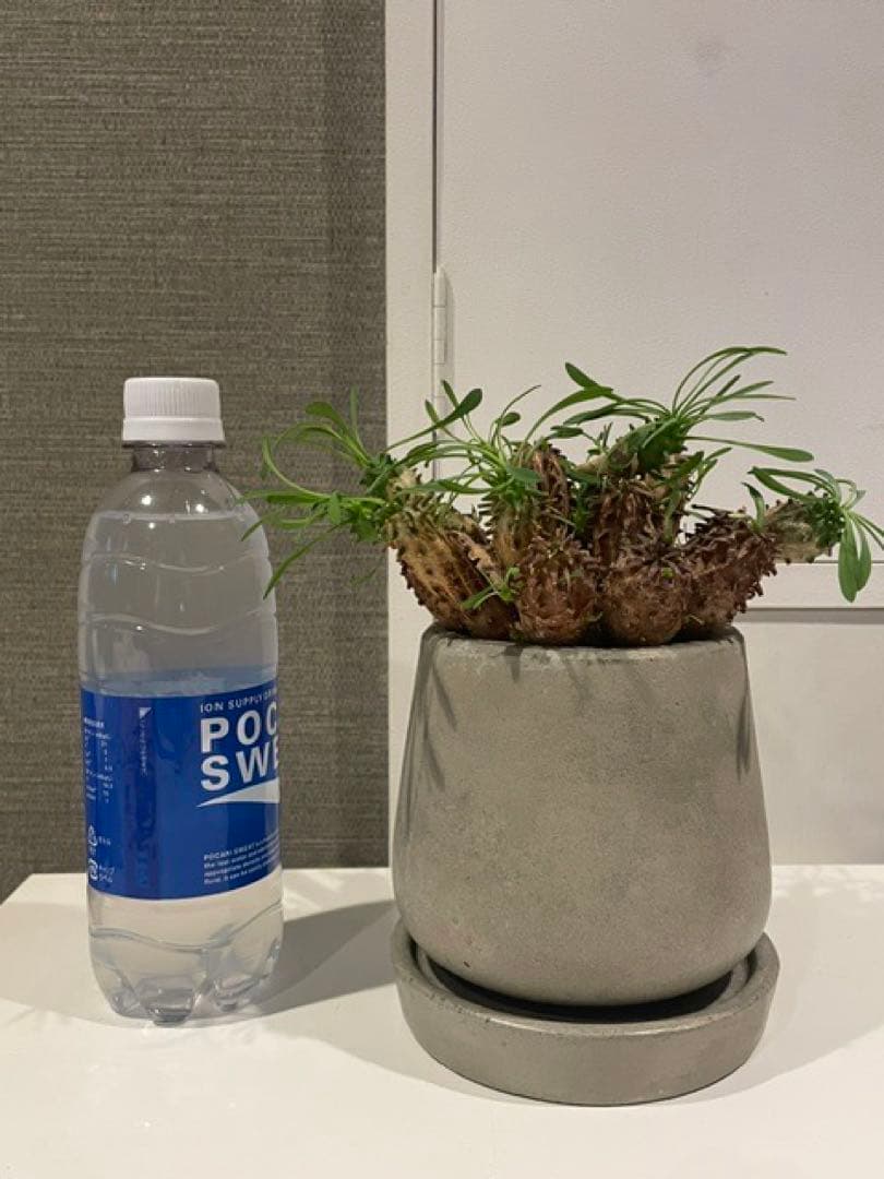Caudiciform Caudic Plants Srl