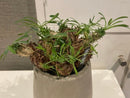 Caudiciform Caudic Plants Srl