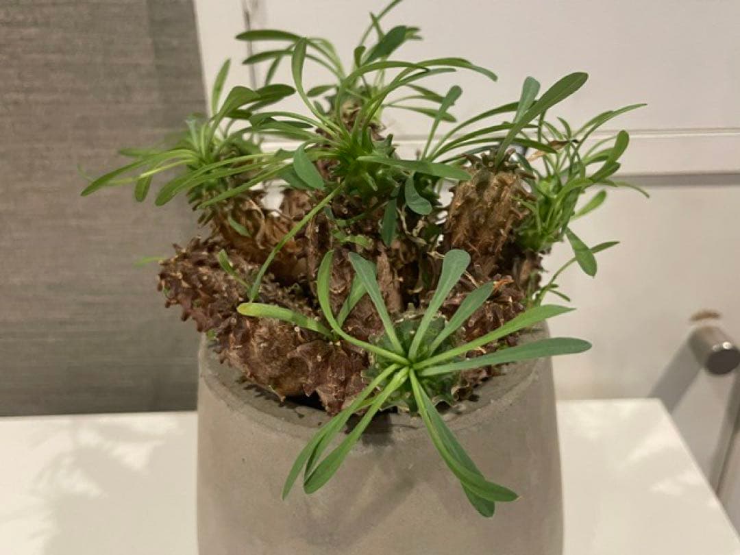 Caudiciform Caudic Plants Srl
