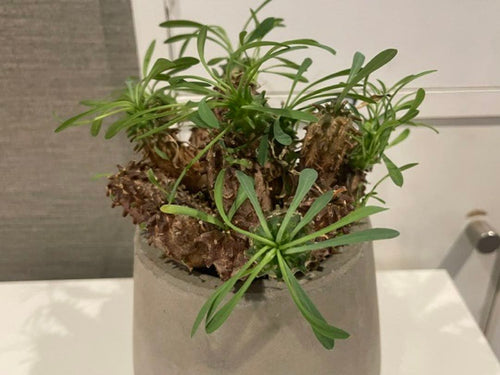Caudiciform Caudic Plants Srl