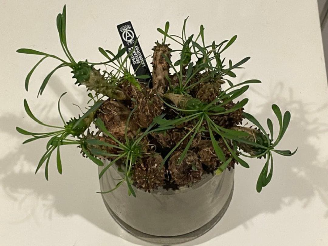 Caudiciform Caudic Plants Srl