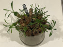 Caudiciform Caudic Plants Srl