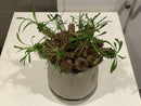 Caudiciform Caudic Plants Srl