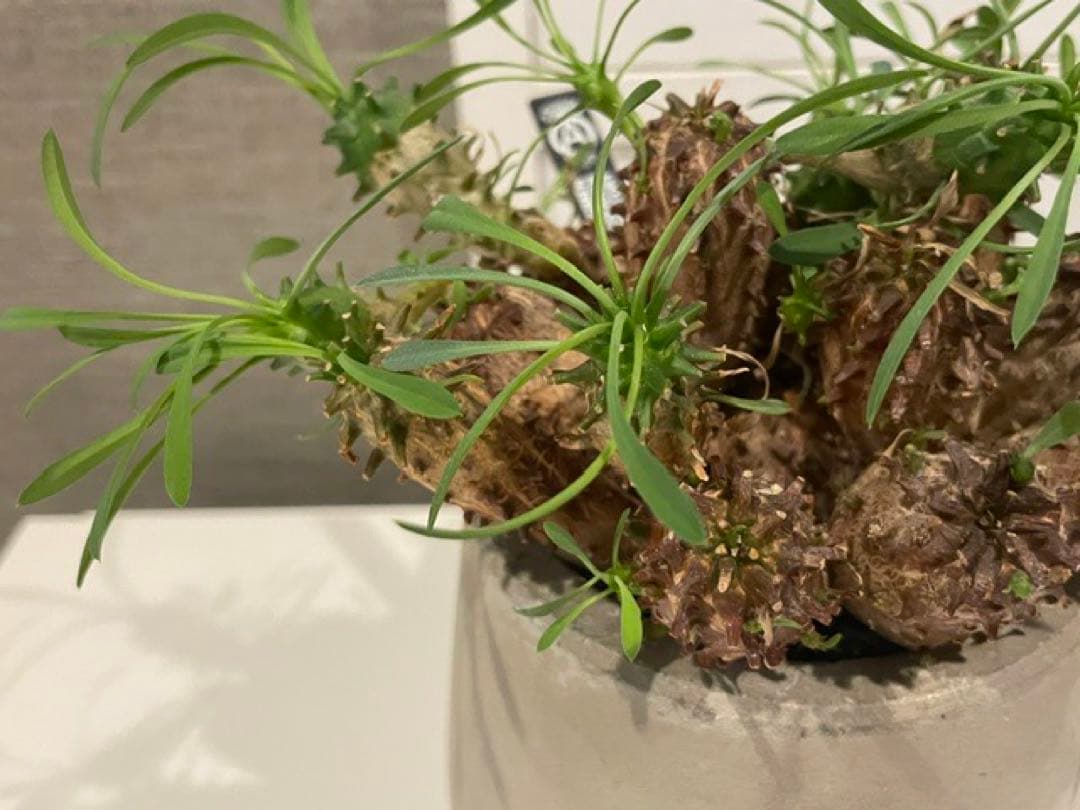 Caudiciform Caudic Plants Srl