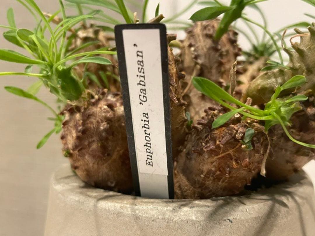 Caudiciform Caudic Plants Srl