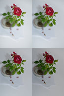 Sigma Prime Lenses F1.4 Dc Hsm Art