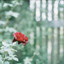 Rollei Large -Size Medium Format Camera (Film) Rolleiflex Sl66