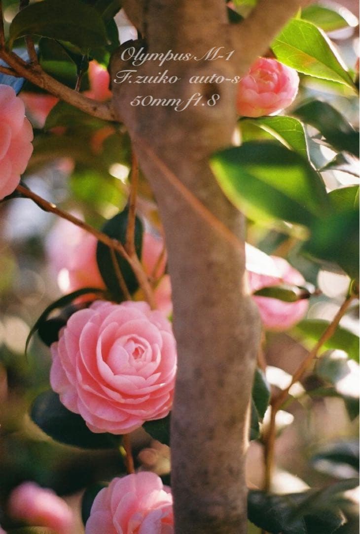 Olympus Slr Camera (Film) M-1